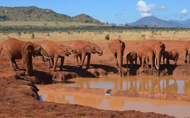 Tsavo East Safari with Overnight Stay at Ashnil Aruba Lodge - Image 5